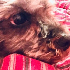 Meet your Posher, Tyson